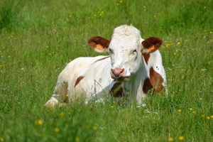 Vidange fosse septique Montbéliard
